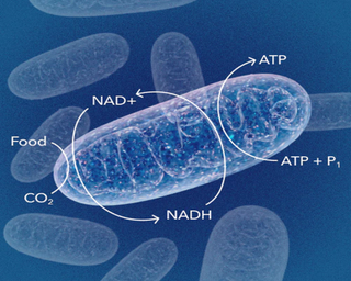 What Is Niagen? The Science Behind the Leading NR Ingredient
