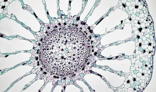 NAD+ and Cellular Health