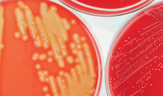 A New Blood NAD+ Study Asked a Fair Question. Here's an Honest Look.