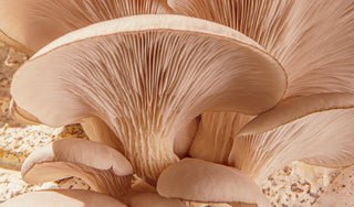 What Does “Nature-Identical” Mean?