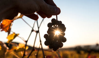 Resveratrol: The Science, the Limitations, and Healthy Aging Alternatives to Consider